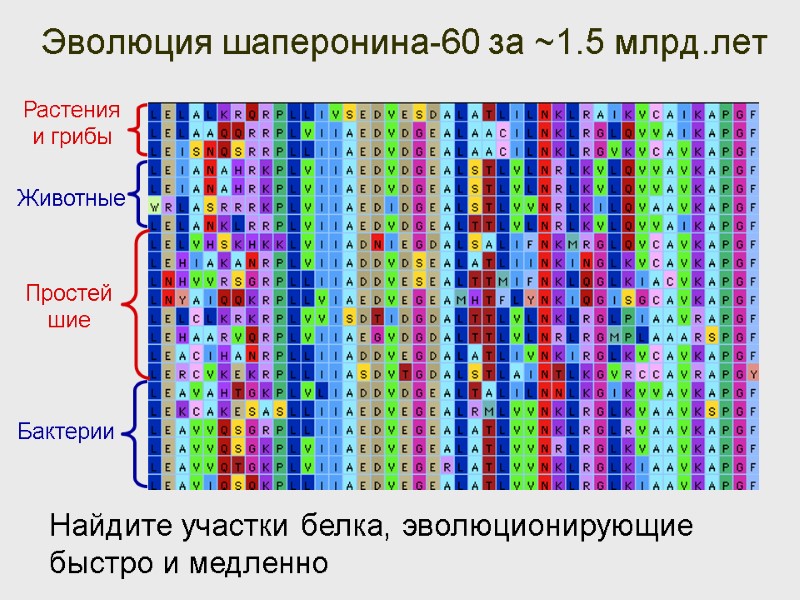 Эволюция шаперонина-60 за ~1.5 млрд.лет Растения и грибы Животные Простейшие Бактерии Найдите участки белка,